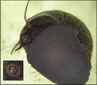 Pomacea paludosa (Say, 1829) Florida Applesnail