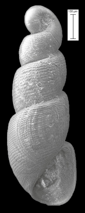 Ebala  species cf. E. resticula (Dall, 1889) cf. Rope Pyram Fossils