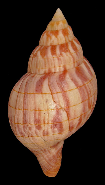 Cinctura hunteria (G. Perry, 1811) Eastern Banded Tulip Orange Form