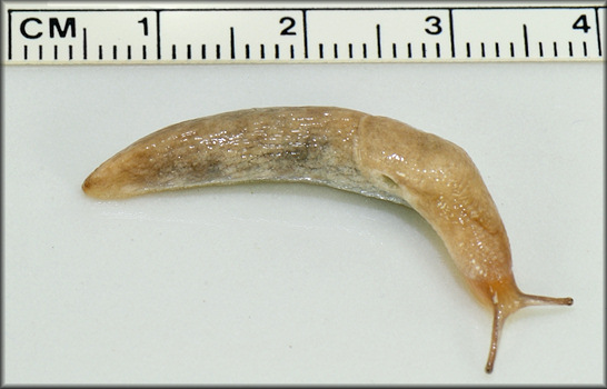 Deroceras reticulatum (Mller, 1774) Gray Fieldslug