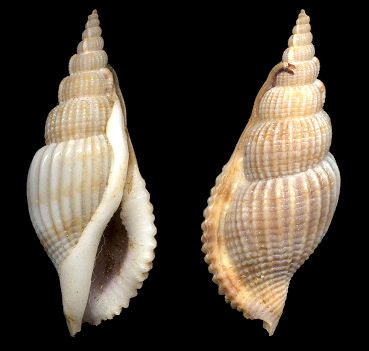 Varicospira cancellata (Lamarck, 1816)