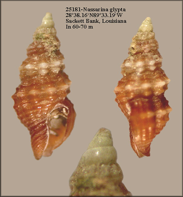 Nassarina glypta (Bush, 1885) Engraved Dovesnail