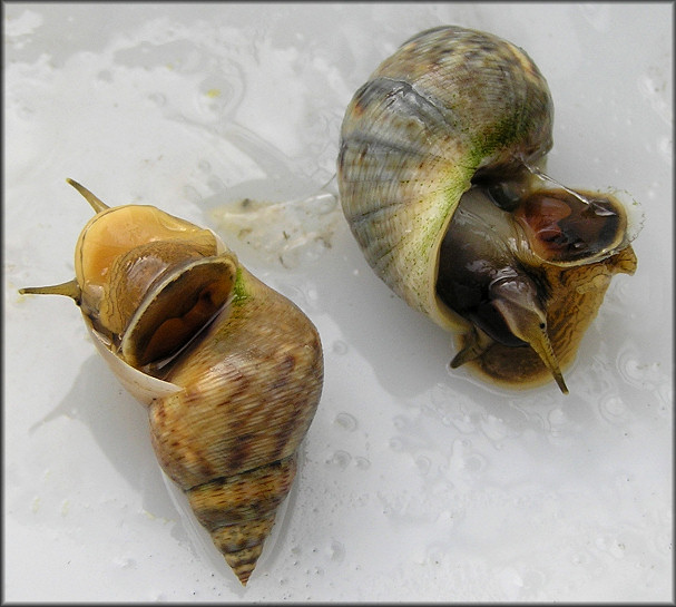 Littoraria angulifera (Lamarck, 1822) Mangrove Periwinkle