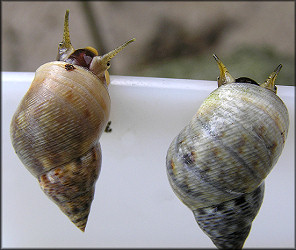 Littoraria angulifera (Lamarck, 1822) Mangrove Periwinkle