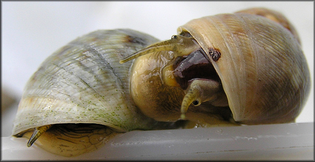 Littoraria angulifera (Lamarck, 1822) Mangrove Periwinkle