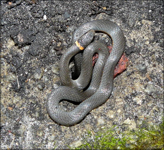 Southern Ringneck Snake [Diadophis punctatus punctatus]