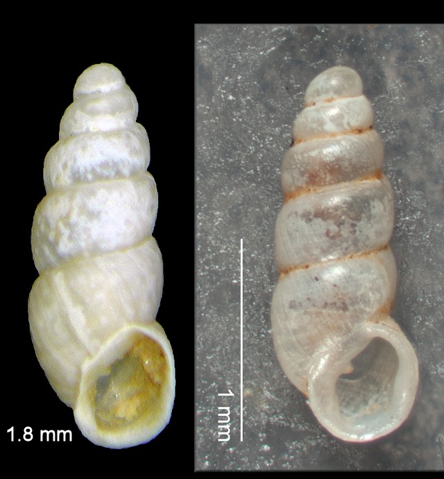 Carychium riparium Hubricht, 1978 Floodplain Thorn