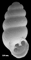 Gastrocopta riparia Pilsbry, 1916 Gulf Coast Snaggletooth