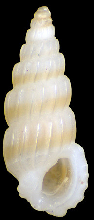 Rissoina torresiana (Laseron, 1956) [? = R. obeliscus (Schwartz von Mohrenstern, 1860)]