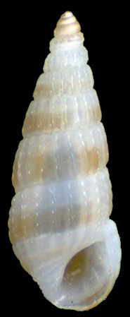 Apataxia cerithiiformis Tryon, 1887