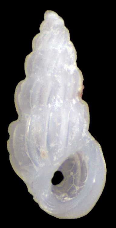 Schwartziella inconspicua (Brazier, 1877)