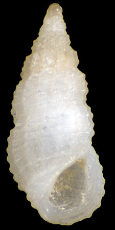 Phosinella media (Schwartz von Mohrenstern, 1860)