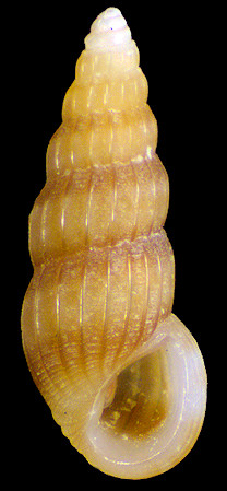 Rissoina honoluluensis Watson, 1886 [= R. rosea auctores, non Deshayes, 1863]