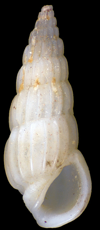 Rissoina scolopax Souverbie, 1877