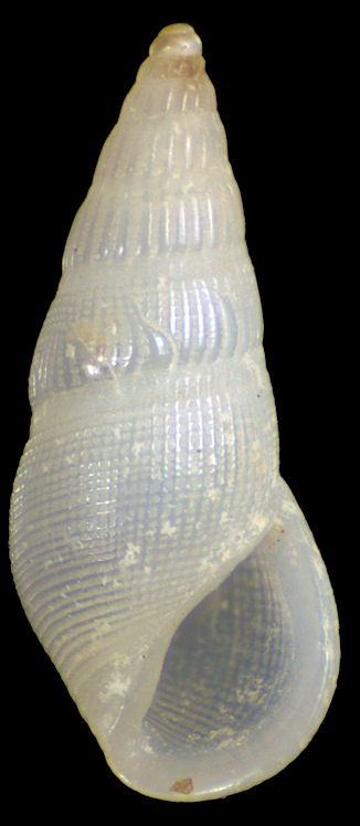 Zebinella tenuistriata (Pease, 1868)