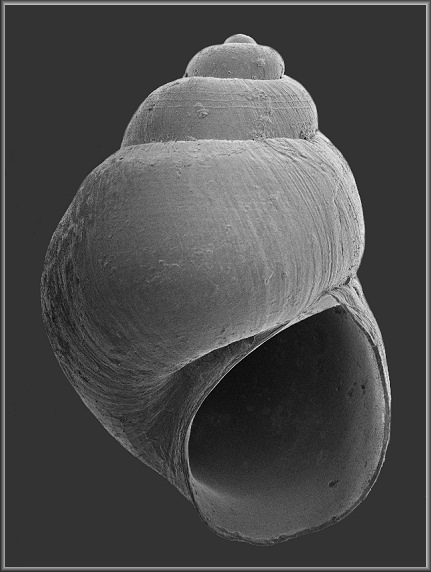 Rissoella sp. aff. caribaea Rehder, 1943 cf. Caribbean Risso