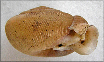 Daedalochila uvulifera striata (Pilsbry, 1940) 