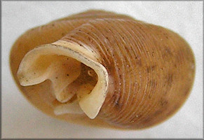 Daedalochila uvulifera striata (Pilsbry, 1940) 