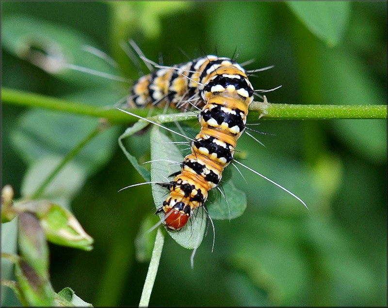 Bella Moth Caterpillar [Utetheisa bella]