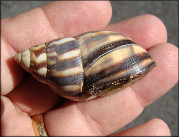 Orthalicus reses reses (Say, 1830) Stock Island Tree Snail