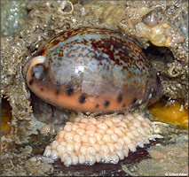 Pseudozonaria robertsi (Hidalgo, 1906) With Eggs