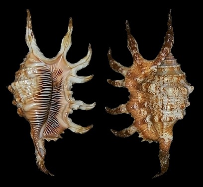 Lambis robusta (Swainson, 1821)