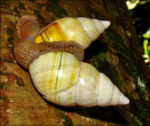 Liguus fasciatus Mating