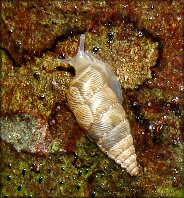 Microceramus pontificus (Gould, 1848) Pontiff Urocoptid