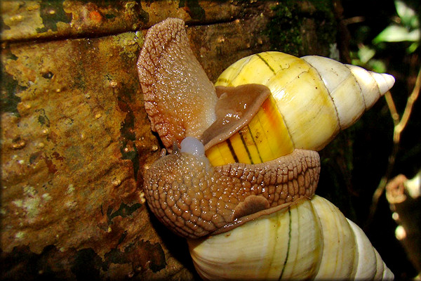 Liguus fasciatus Mating