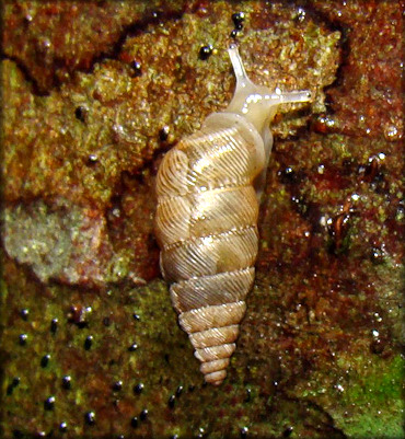 Microceramus pontificus (Gould, 1848) Pontiff Urocoptid