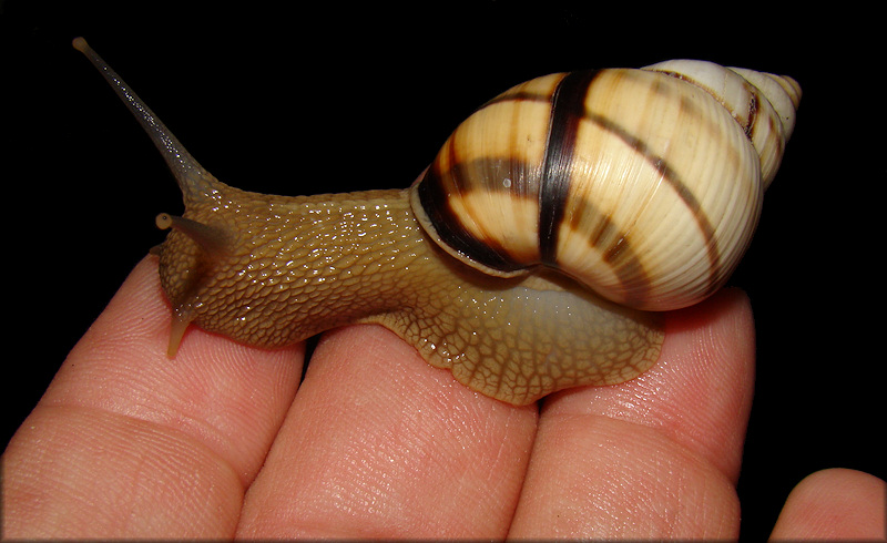 Orthalicus floridensis Pilsbry, 1891 Banded Tree Snail