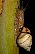 Orthalicus floridensis Pilsbry, 1891 Banded Tree Snail