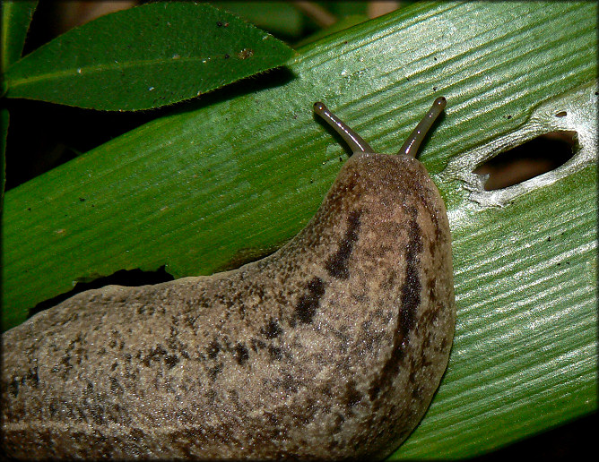 Leidyula floridana (Leidy, 1851) Florida Leatherleaf