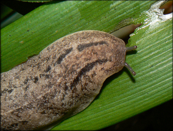 Leidyula floridana (Leidy, 1851) Florida Leatherleaf