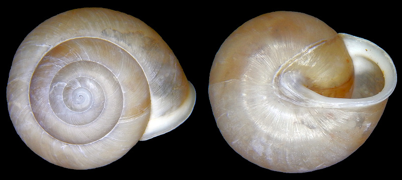 Patera roemeri (L. Pfeiffer, 1848) Texas Oval