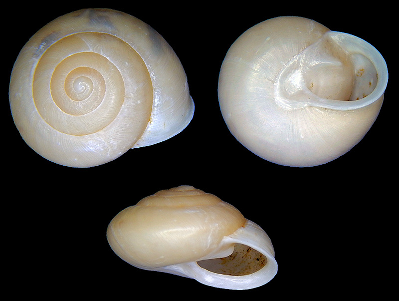 Patera roemeri (L. Pfeiffer, 1848) Texas Oval