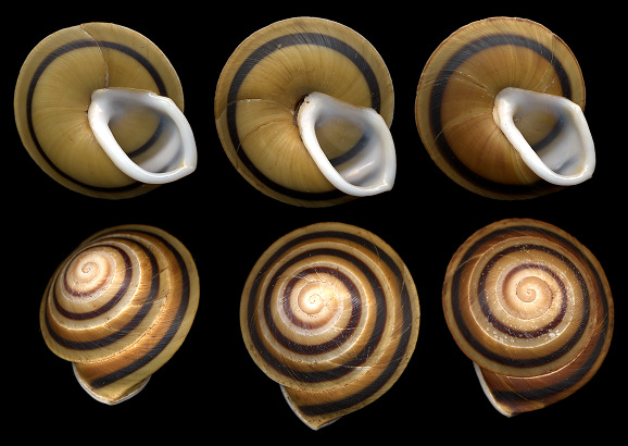 Caracolus marginella (Gmelin, 1791) Banded Caracol