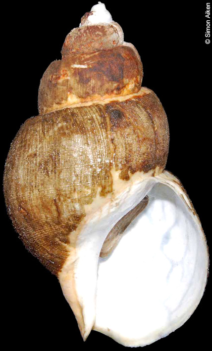 Buccinum rossicum Dall, 1907