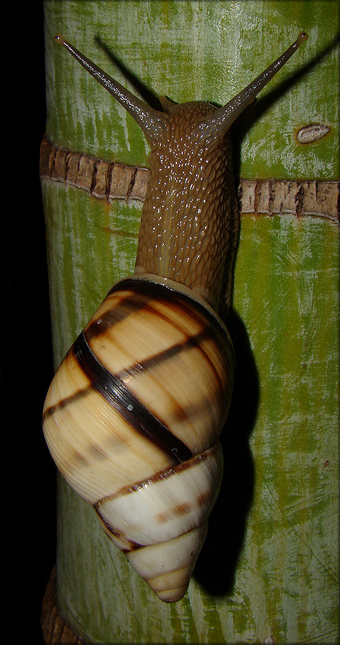 Orthalicus floridensis Pilsbry, 1891 Banded Tree Snail