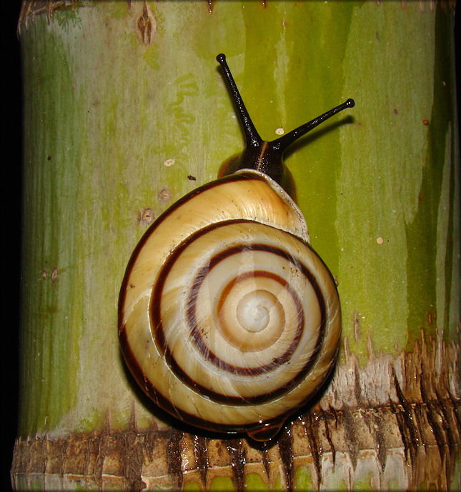 Caracolus marginella (Gmelin, 1791) Banded Caracol