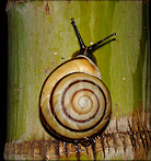 Caracolus marginella (Gmelin, 1791) Banded Caracol