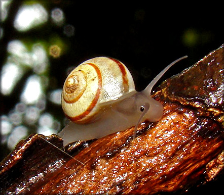 Helicina (Helicina) clappi Pilsbry, 1909 Rainbow Drop