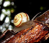 Helicina (Helicina) clappi Pilsbry, 1909 Rainbow Drop