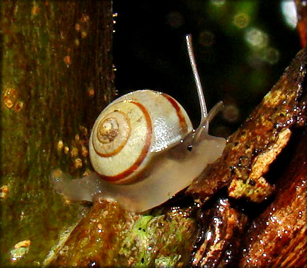 Helicina (Helicina) clappi Pilsbry, 1909 Rainbow Drop