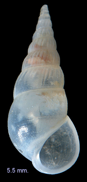 Rissoina striosa (C. B. Adams, 1850)