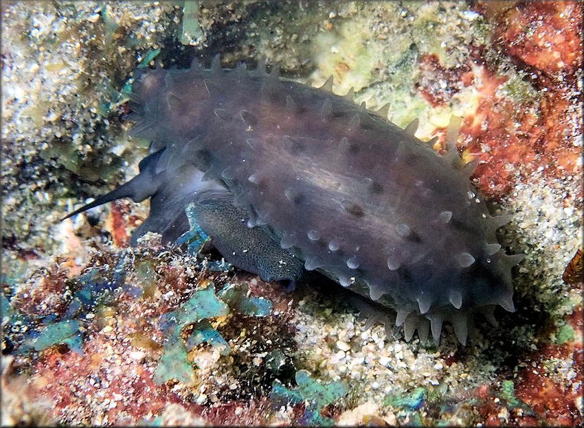 Macrocypraea cervus (Linn, 1771) Atlantic Deer Cowrie In Situ (probable)