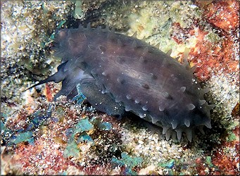 Macrocypraea cervus (Linn, 1771) Atlantic Deer Cowrie In Situ (probable)