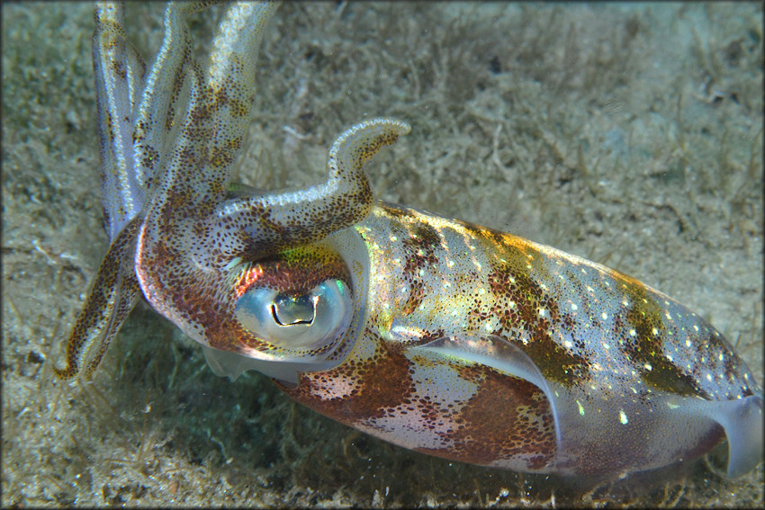 Sepioteuthis sepioidea (de Blainville, 1823) "Caribbean Reef Squid"