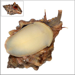 Stramonita rustica (Lamarck, 1822) Rustic Rocksnail