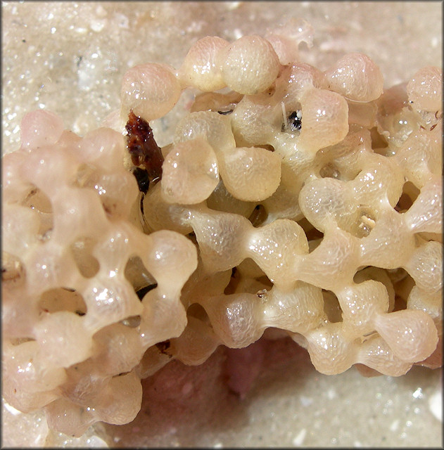 Vokesimurex rubidus (F. C. Baker, 1897) Rose Murex Probable Egg Mass